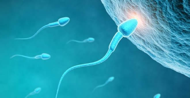 精子遇上卵子的瞬间，太震撼了！