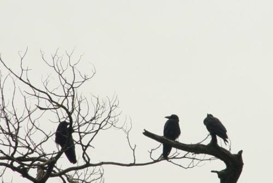 “枯藤老树昏鸦……”纯属名词罗列，为啥给人感觉意境悠远？