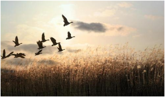 “枯藤老树昏鸦……”纯属名词罗列，为啥给人感觉意境悠远？