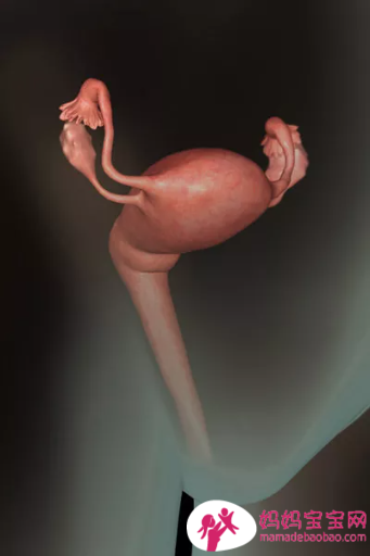 一周一周发育中的宝宝