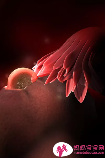 一周一周发育中的宝宝