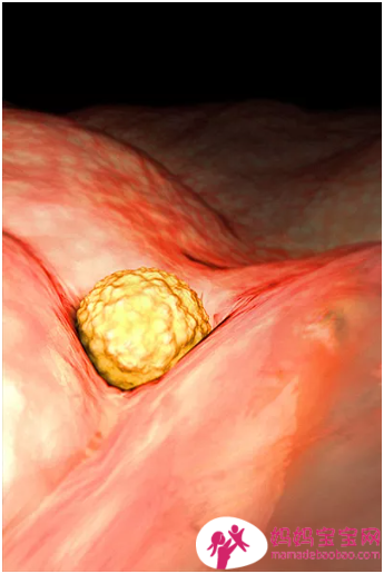 一周一周发育中的宝宝
