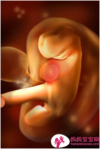 一周一周发育中的宝宝