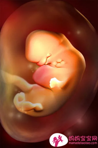 一周一周发育中的宝宝