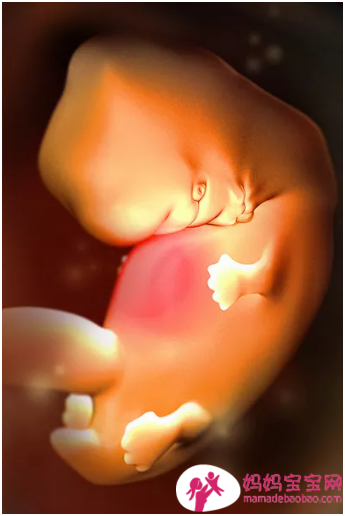 一周一周发育中的宝宝