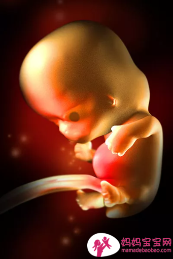 一周一周发育中的宝宝