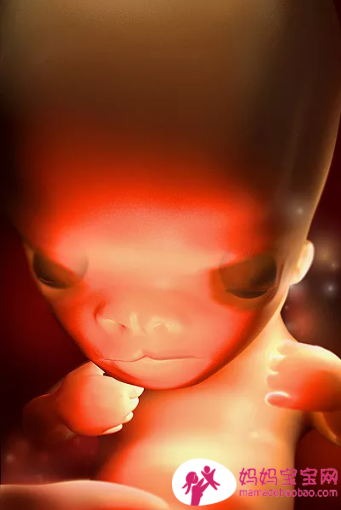 一周一周发育中的宝宝