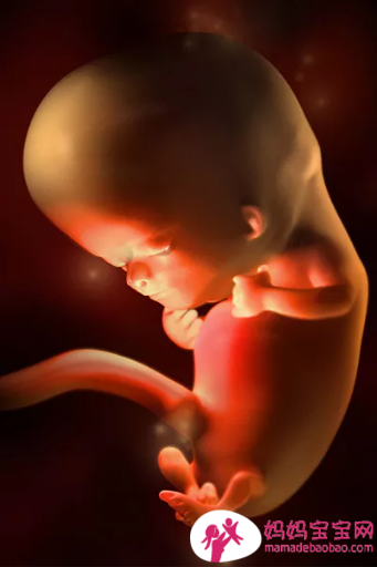 一周一周发育中的宝宝