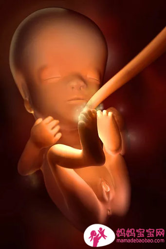 一周一周发育中的宝宝