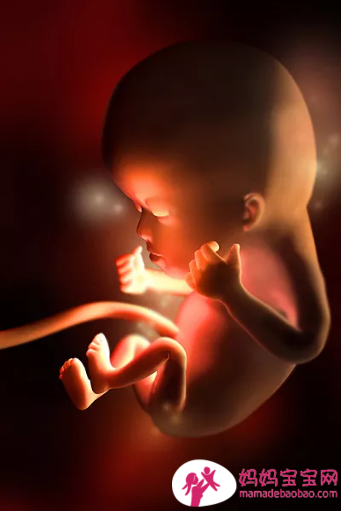 一周一周发育中的宝宝