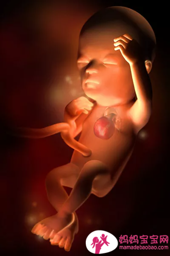 一周一周发育中的宝宝