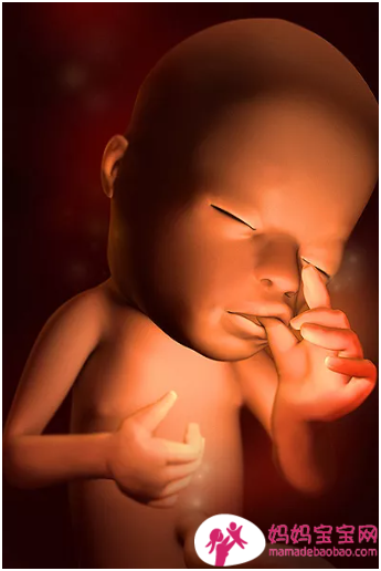 一周一周发育中的宝宝