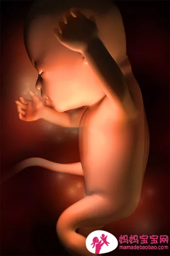 一周一周发育中的宝宝