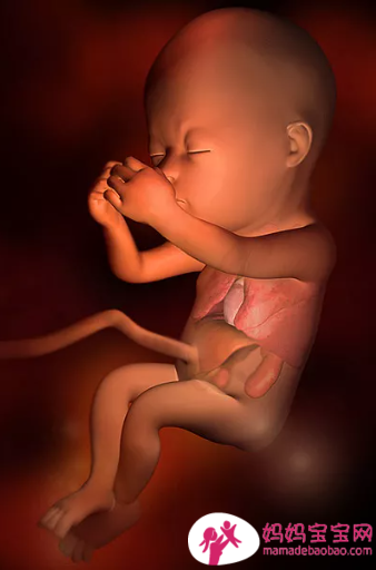 一周一周发育中的宝宝