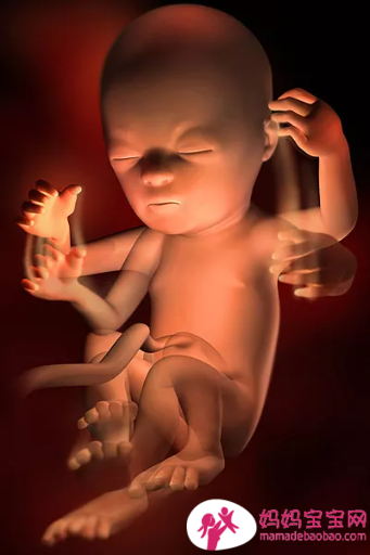 一周一周发育中的宝宝