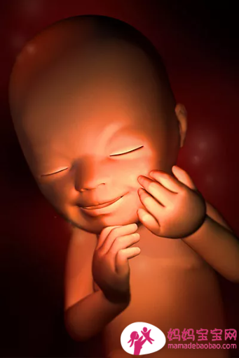 一周一周发育中的宝宝