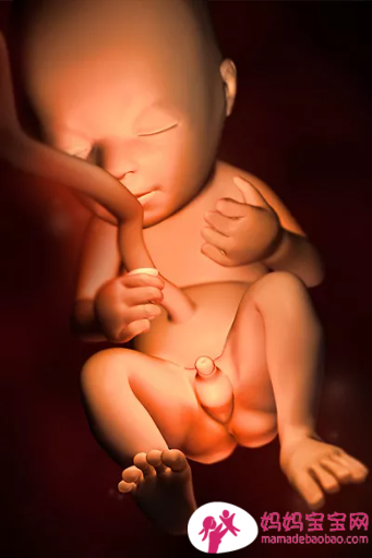 一周一周发育中的宝宝