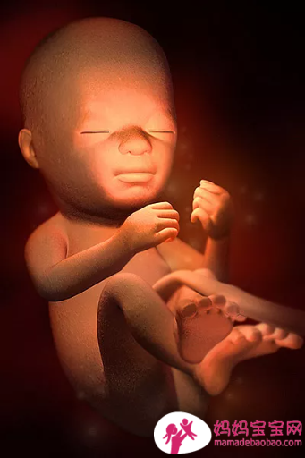 一周一周发育中的宝宝