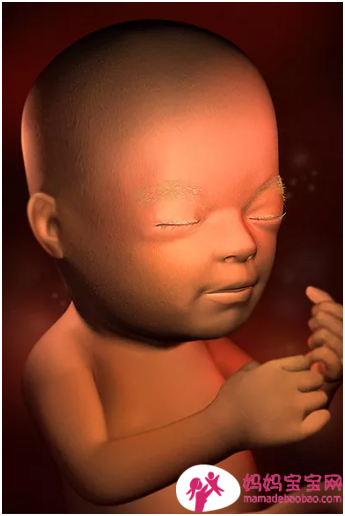 一周一周发育中的宝宝