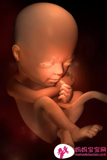 一周一周发育中的宝宝