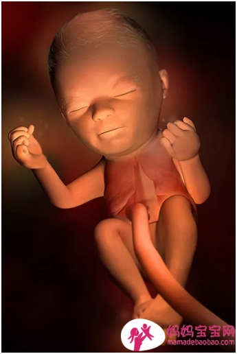 一周一周发育中的宝宝