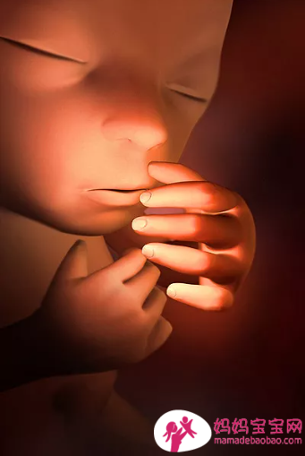 一周一周发育中的宝宝