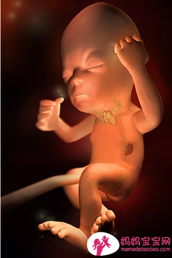 一周一周发育中的宝宝