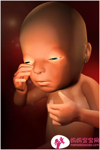 一周一周发育中的宝宝