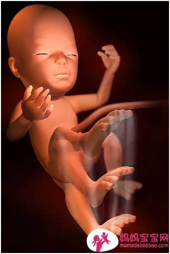 一周一周发育中的宝宝