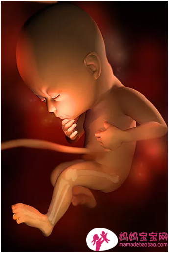 一周一周发育中的宝宝