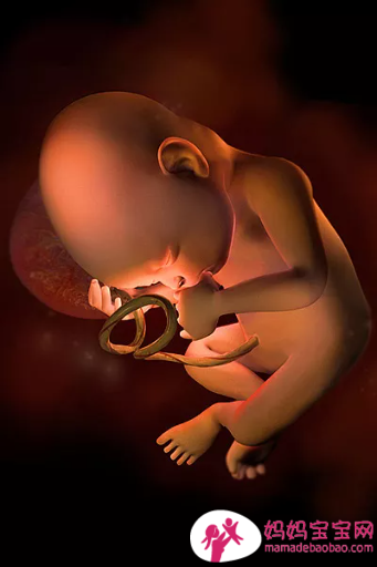 一周一周发育中的宝宝