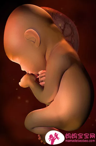 一周一周发育中的宝宝