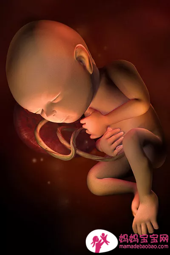 一周一周发育中的宝宝