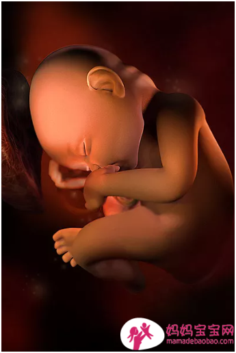 一周一周发育中的宝宝