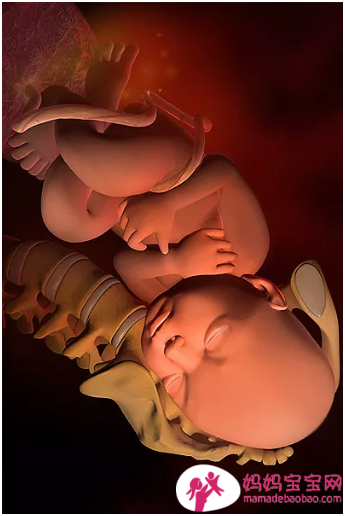 一周一周发育中的宝宝