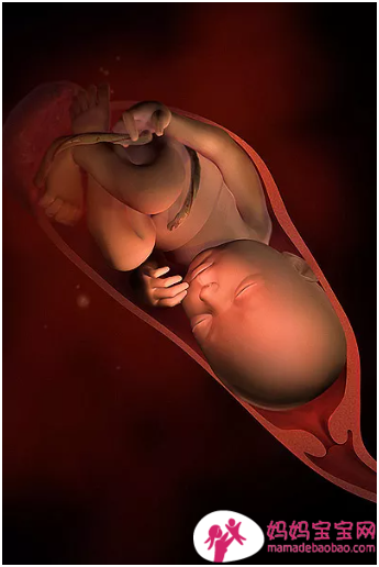 一周一周发育中的宝宝