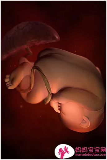 一周一周发育中的宝宝