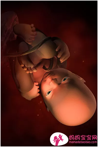 一周一周发育中的宝宝