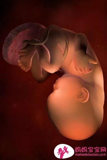 一周一周发育中的宝宝