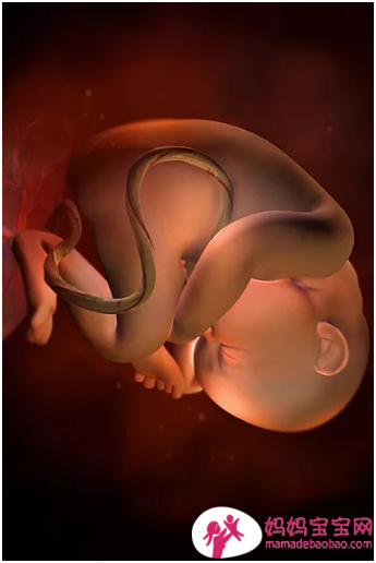 一周一周发育中的宝宝