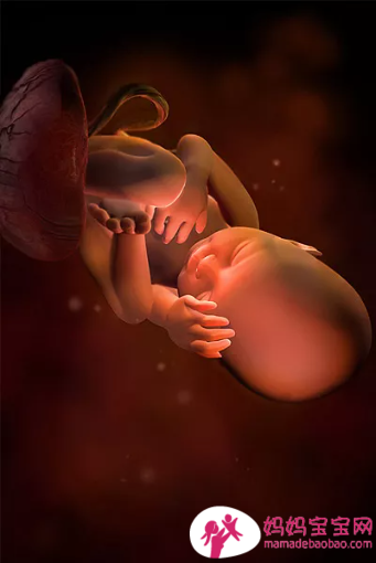 一周一周发育中的宝宝