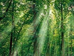 什么是慢性健忘？