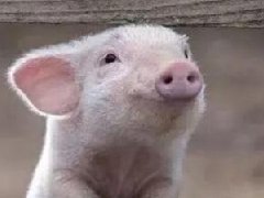 梦见杀猪是什么意思 是不祥之兆预示有灾祸吗？