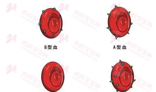 看血型就可以预测寿命长短？如果你是这两种血型，那要多留意了