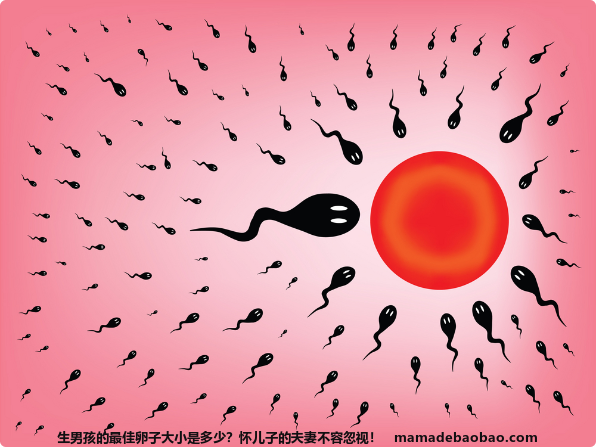 生男孩的最佳卵子大小是多少？怀儿子的夫妻不容忽视！