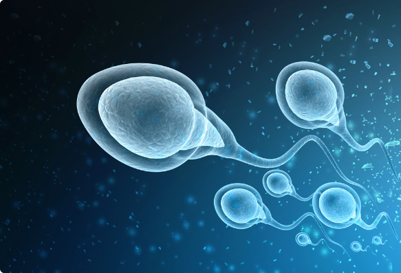 生男孩的最佳卵子大小是多少？怀儿子的夫妻不容忽视！