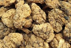 羊胎盘的神奇功效：揭秘这份健康宝藏的奥秘