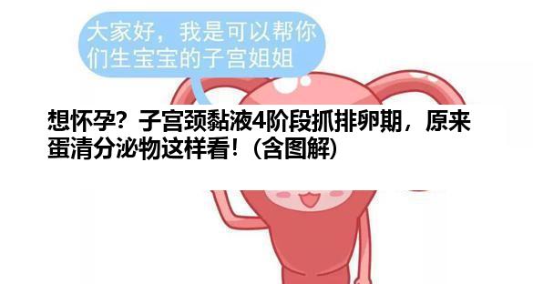 想怀孕？子宫颈黏液4阶段抓排卵期，原来蛋清分泌物这样看！(含图解)
