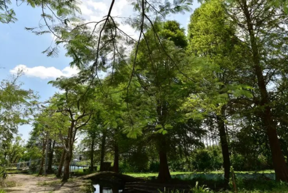 H藏在乡间小湖深处的雷公埤，宜兰免费玩水的好所在！