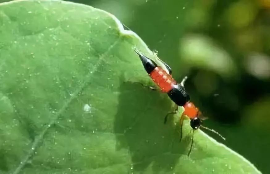 仅被蚊子咬1口，38周孕妈咪「发烧狂喘肿成象腿」险丧命，紧急剖腹生宝宝！